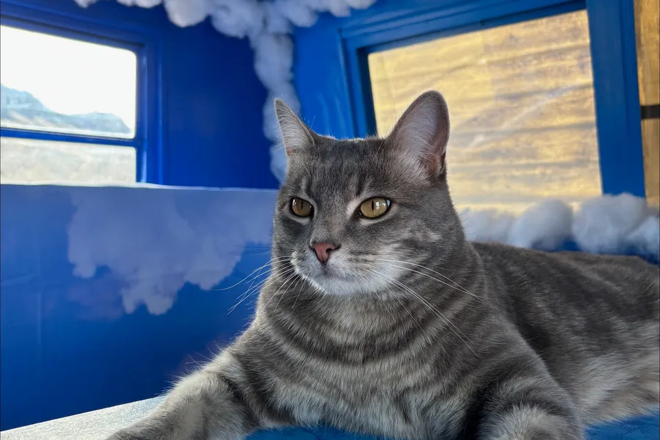 Fluffy The Cloud Burning Man Warn The West Rental Trailer 2026