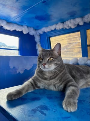 Fluffy The Cloud Burning Man Warn The West Rental Trailer 2026
