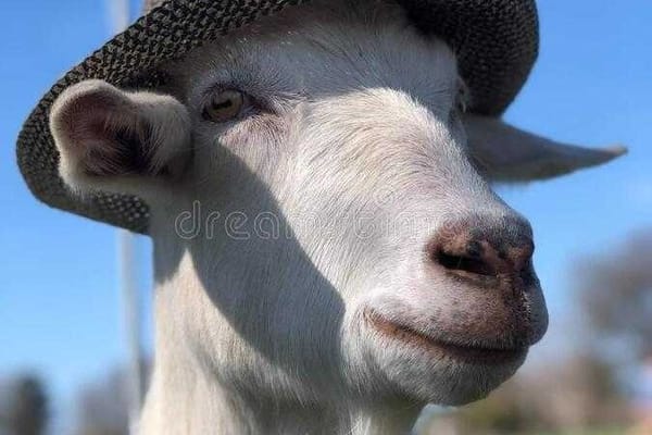 The Goat
