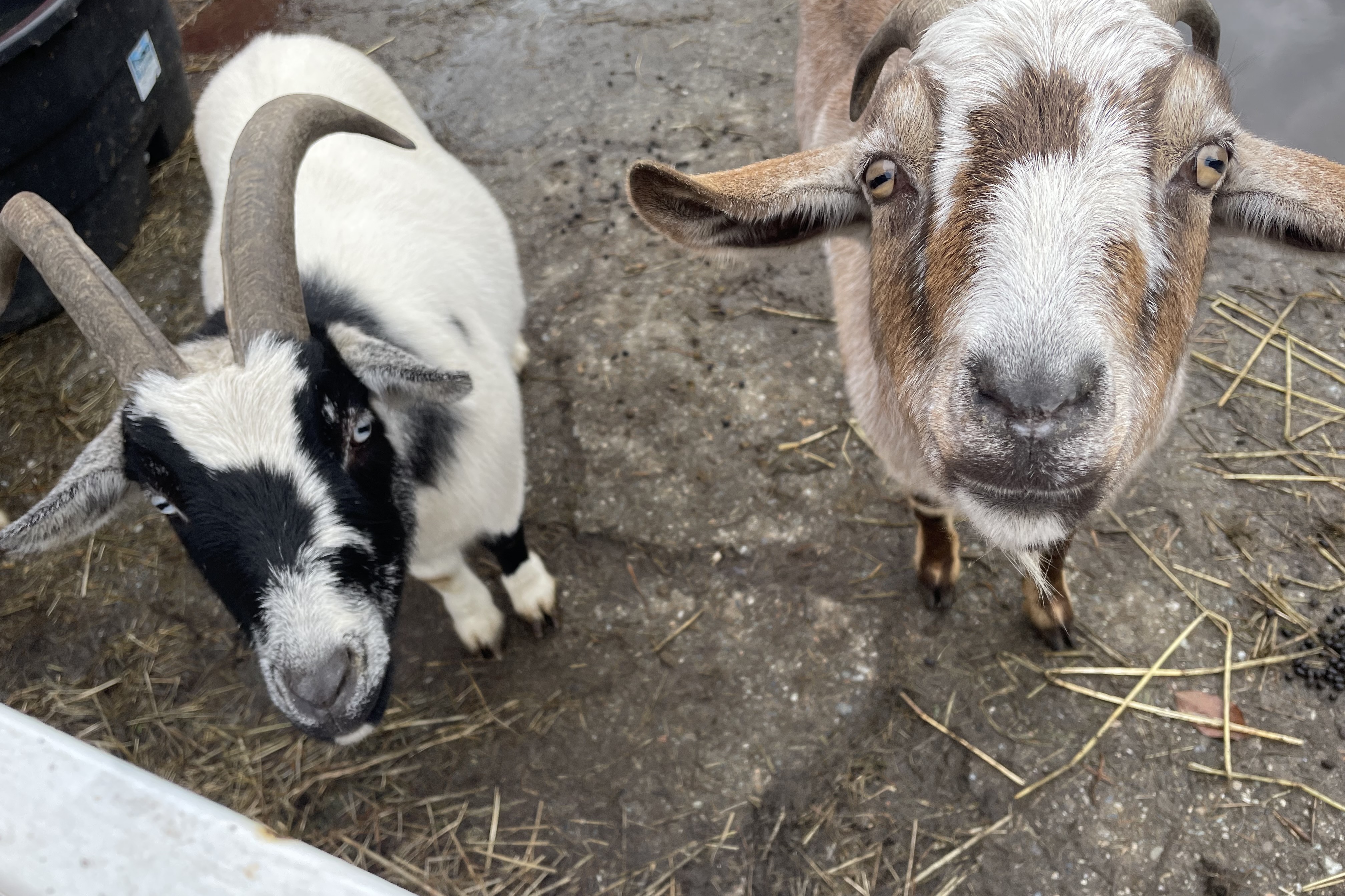 mixed barrel farm