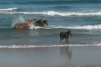 Salty, Sandy, Happy!