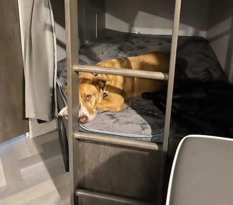 Happy Days / Starry Nights! Pet friendly! Sleeps ~8!