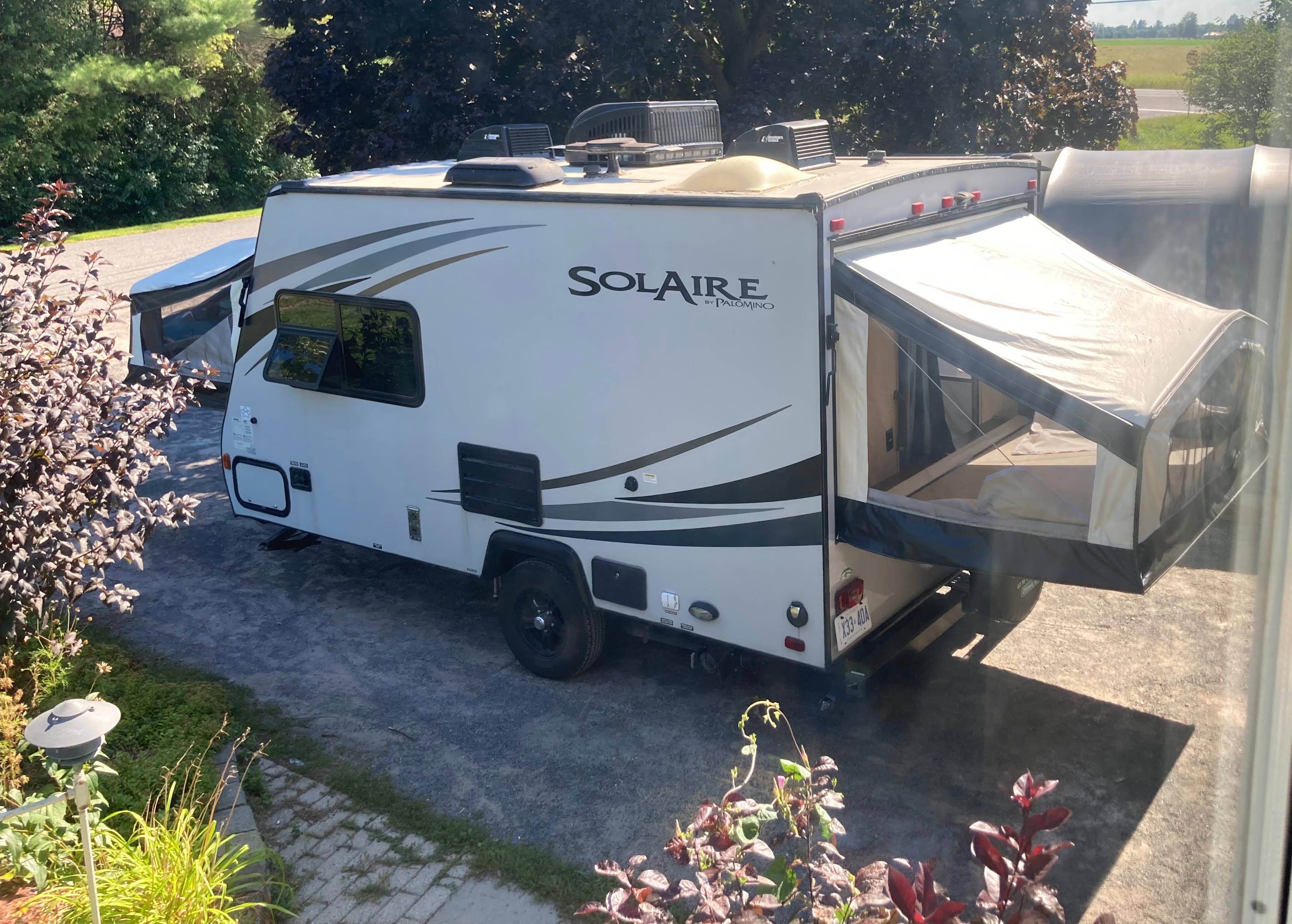 Amy's Hybrid Palomino Solaire 147x