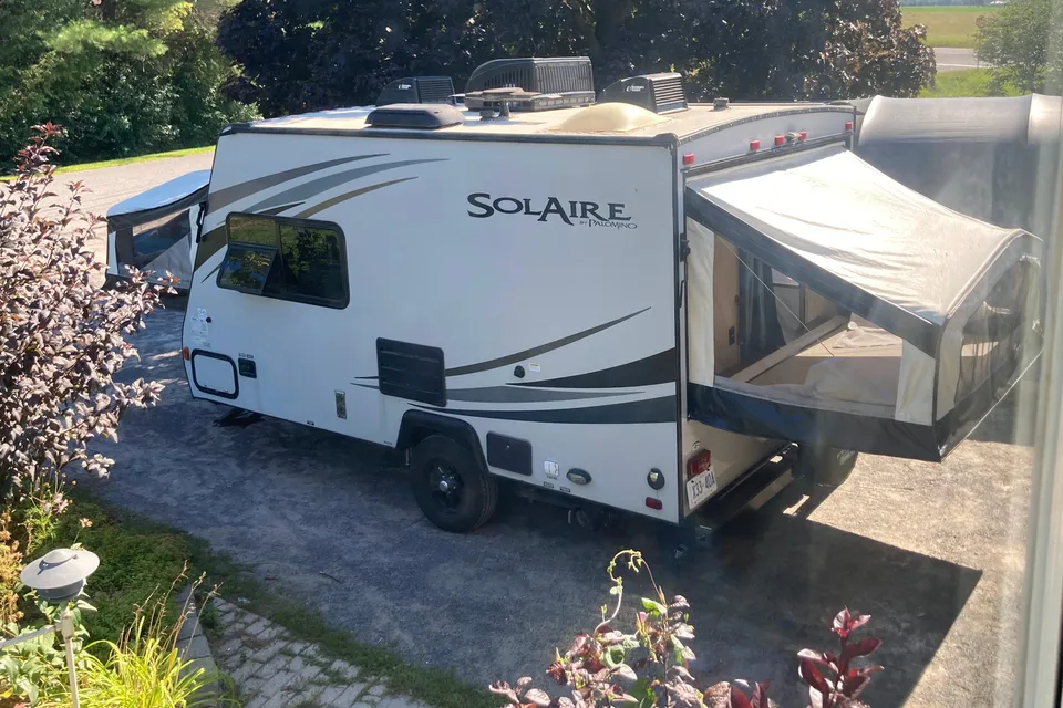 Amy's Hybrid Palomino Solaire 147x