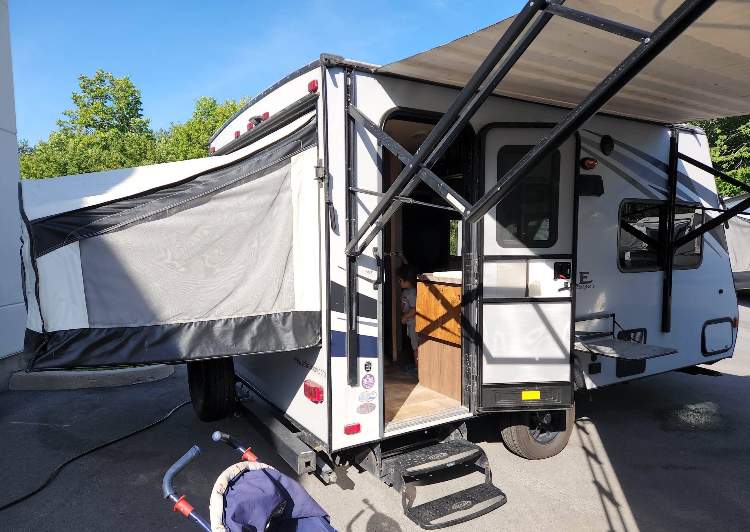 Amy's Hybrid Palomino Solaire 147x