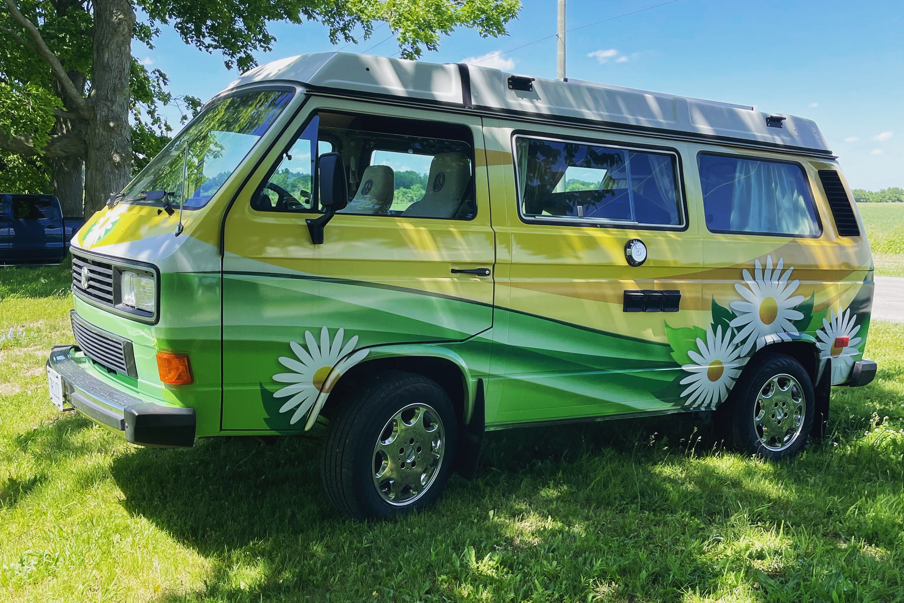 Daisy the Vanagan at the Farm 