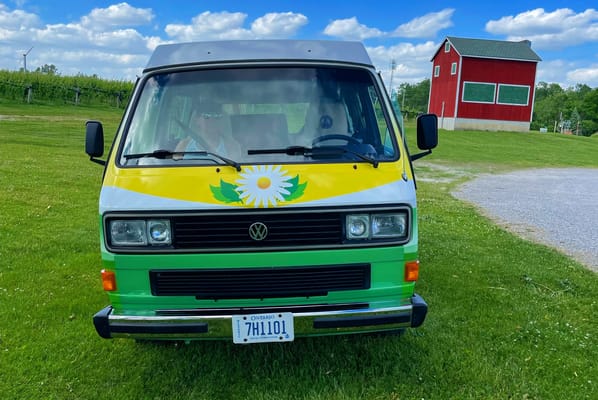 Daisy the Vanagan at the Farm
