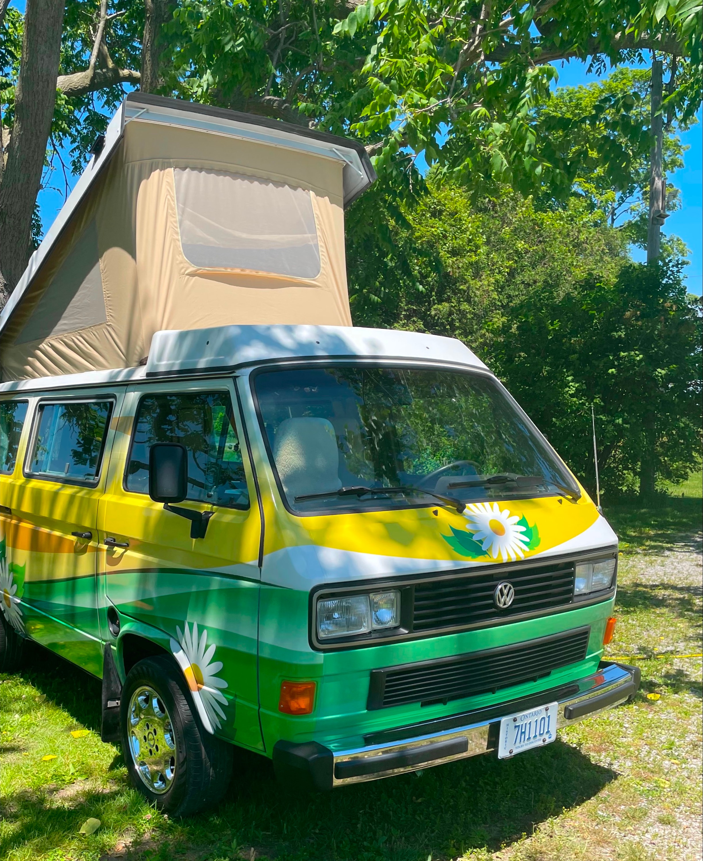 Daisy the Vanagan at the Farm 